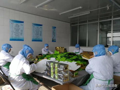 吃苞米都把須子扔了,公主嶺九正公司卻靠它做茶捧得國家級大獎