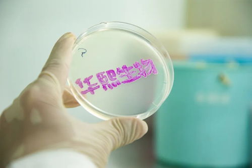 海外業務進入收獲期,華熙生物新原料正揚帆起航