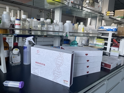 兔增殖細(xì)胞核抗原(PCNA)E
