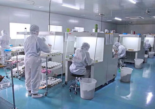 klc 植物工廠丨植物組培也需要呼吸潔凈空氣