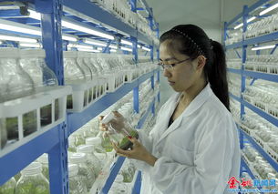 鹿亭建設(shè)鐵皮石斛品牌基地